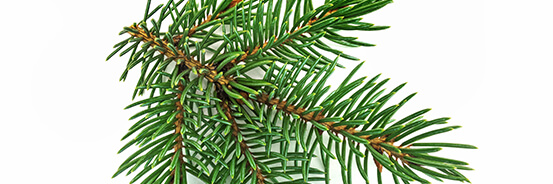 Le macérat de bourgeons de Sapin blanc